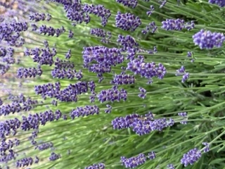English lavender, by Karen Seroff