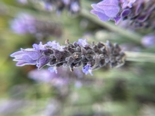 French lavender, by Karen Seroff