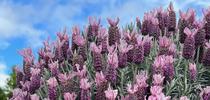 Spanish lavender, Allen Buchinski for UC Master Gardeners of Santa Clara County Blog