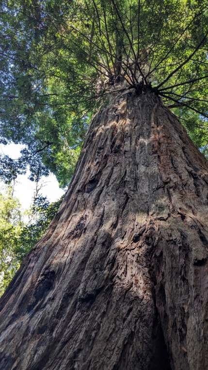 Picture looking up from the base of a redwood tree up into its branches.