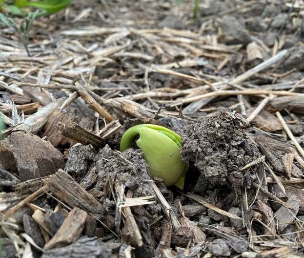 Photo of a geminating seed with the first leaves emerging from the soil