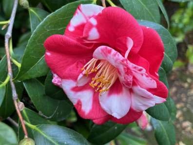 Red and white camellia blossom