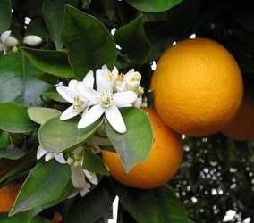 Photo of navel orange citrus tree showing blossoms and unpicked fruit