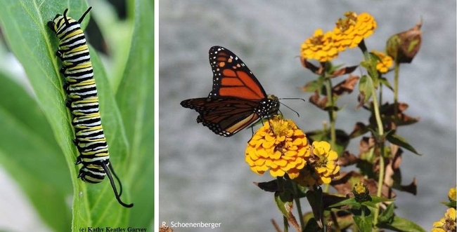 Photos: on the left is black, white, and yellow striped monarch caterpillar. On the right, an orange and black  monarch butterfly feeds on a yellow zinnias flower