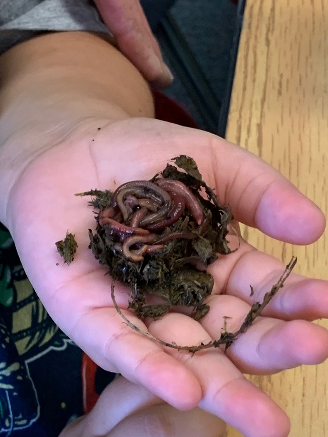 Photo showing a student holding a handful of composting worms