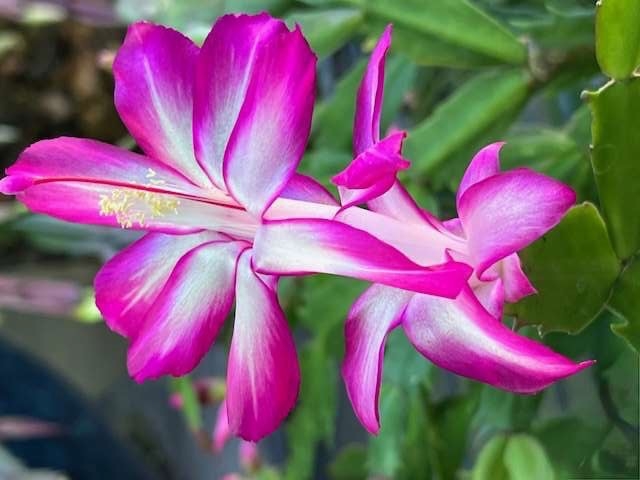 Bright pink and white Christmas cactus flower