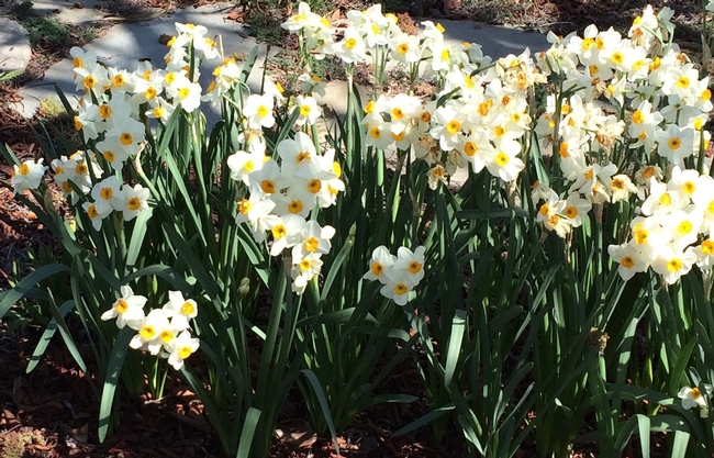 Clump of blooming narcissus