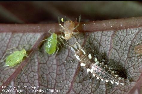 Green lacewing larva attacking aphid with its mandibles