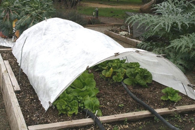 Row cover to protect cold sensitive plants and seedlings