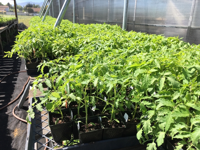 Tomato seedlings being prepared for the spring sale