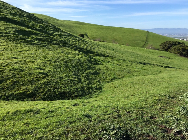 Lush green hillside in Mission Peak Regional Preserve (Spring 2017)