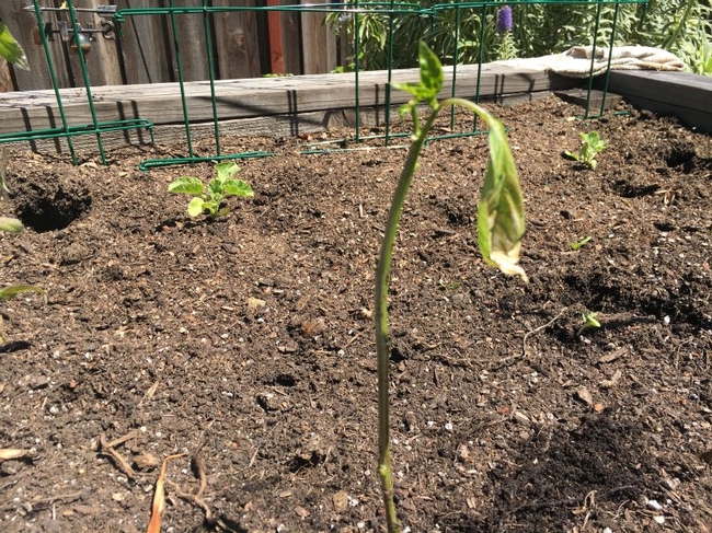 A pepper seedling, planted too early, gives a good impersonation of a Charlie Brown Christmas tree. Peppers need warm air and ground temperatures to thrive.