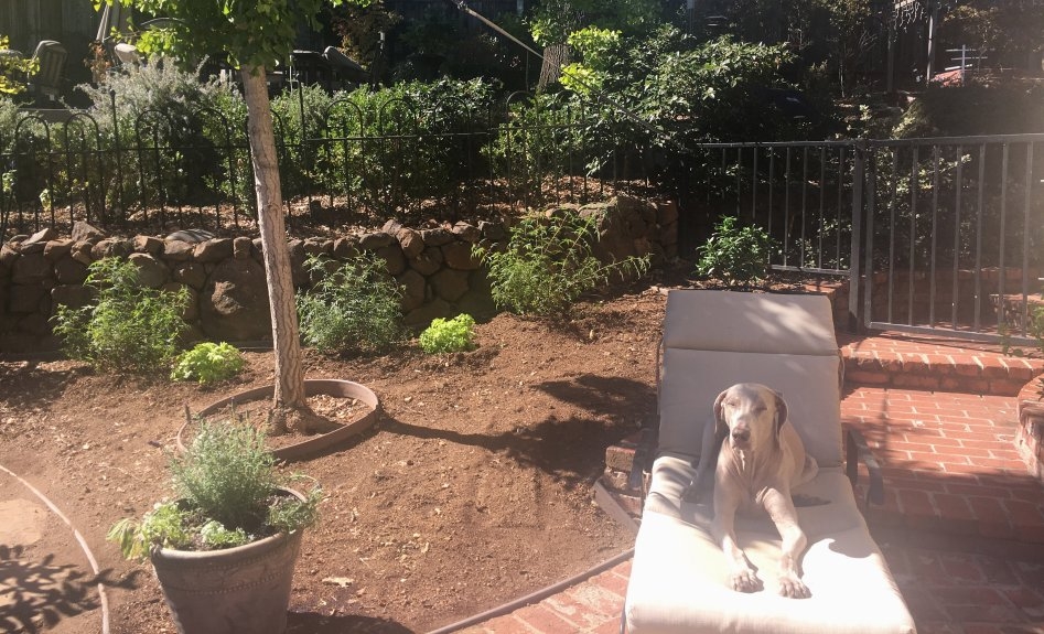 Pet-safe outdoor plants: Creating a pet-friendly garden