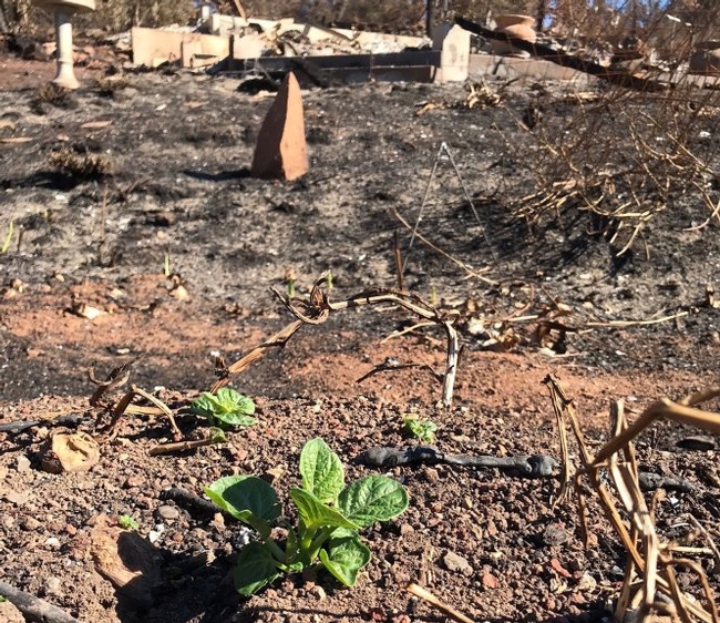 Potatoes sprouting after fire (Photo courtesy of Steve Test)