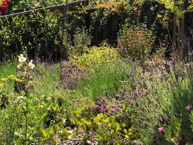 Planting a variety of attractor plants will keep your garden healthy and happy