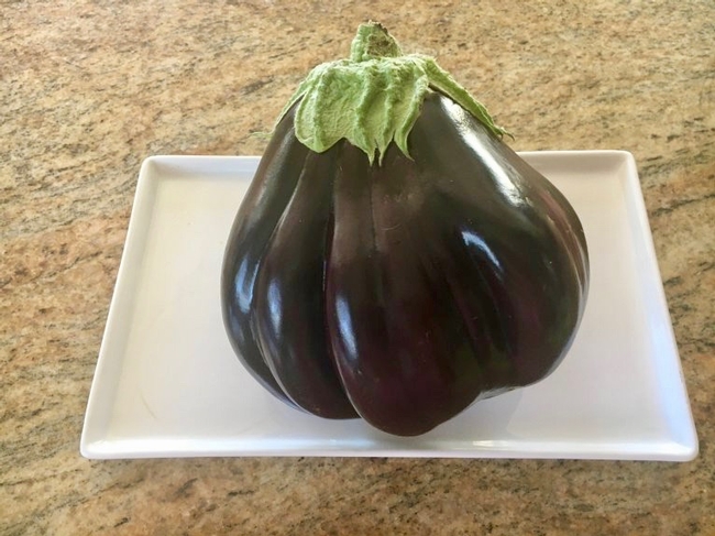 June is the month to plant eggplant in your garden. Photo by Rebecca Jepsen
