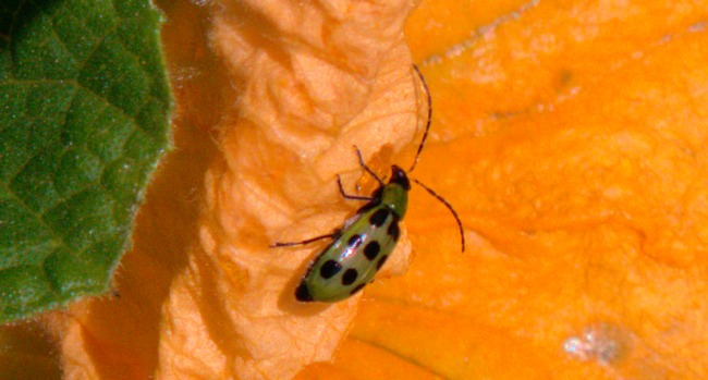 It's not too difficult to see how the spotted cucumber beetle acquired its common name.