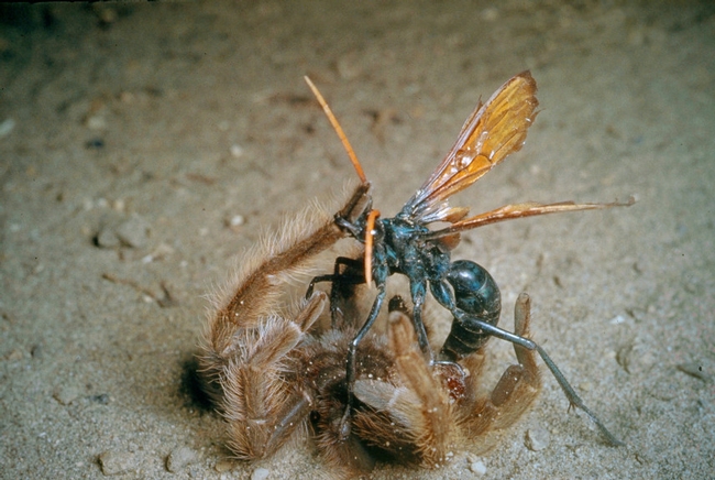 Tarantula Hawk finds its prey. (Photo from Oak “Woodland Invertebrates, The Little Things Count”.)