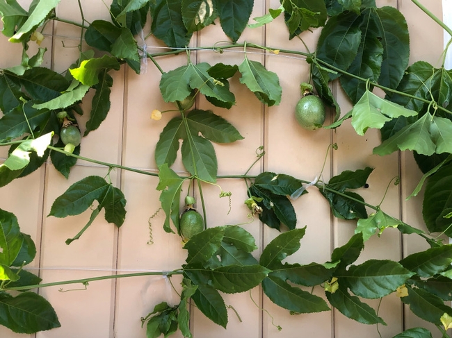 This passion fruit plant picked up at a farmer's market is thriving in it's new home. (Photo by Rebecca Jepsen)