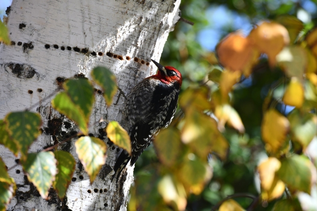 The Red-Breasted Sapsucker loves to feast on sap they extract from trees. (Photo courtesy of Master Gardener Hank Morales)