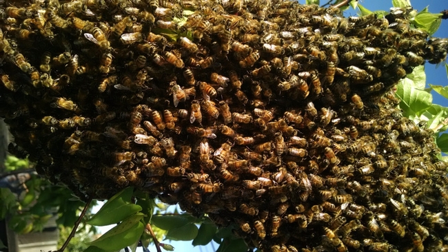 Honey bees swarm either because the hive has become overcrowded or there is disease, lack of resources or some kind of disturbance. (Photo by Deb Conway, GirlzWurk)