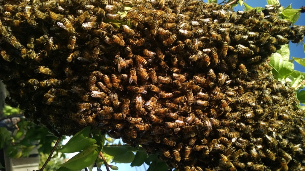 Arkansas Beekeeping  Honey Bee Hives, Swarms, Plants, Pests, Diseases