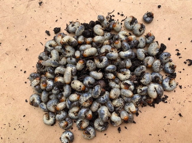 A couple handfuls of grubs the author took from raised beds in her garden. (Rebecca Jepsen)