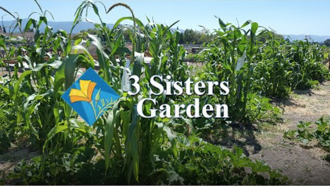 3 Sisters Garden
