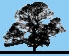 Tree Silhouette with background blue