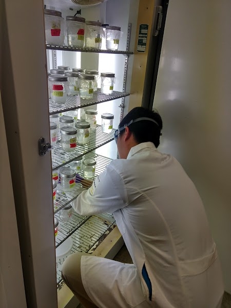 Hung Kieu checking on the larval mosquitoes reared in an incubator to test for the direct effect of glyphosate on larval mosquito development.