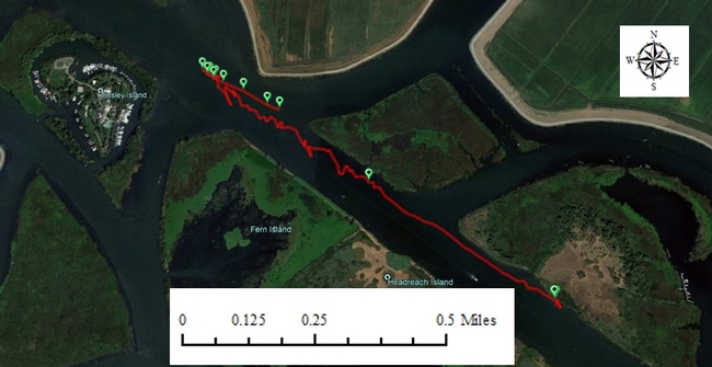 Figure 6. An example of a plant mat changing course as the tide changed. The red line records the track of the GPS in a water hyacinth mat.  San Joaquin main channel. November 16, 2017.
