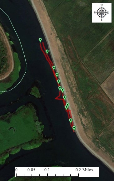 Figure 7. An example of a plant mat changing course as the tide changed. The red line records the track of the GPS in a water hyacinth mat. Next to Mandeville Island, Sacramento-San Joaquin Delta. February 7, 2018.