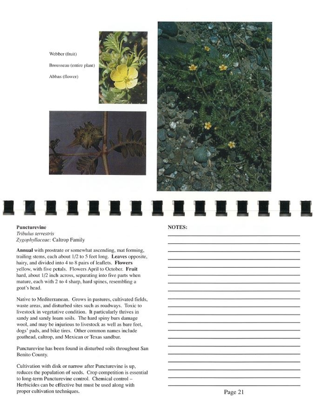 Puncturevine Page from Selected Invasive Weeds of San Benito County: A Field Identification Guide