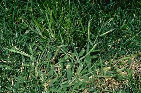 Managing Weedy Grasses Uc Weed Science Anr Blogs