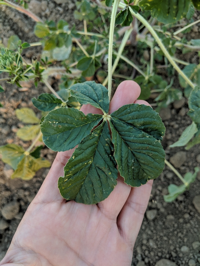 Palmate compound leaves