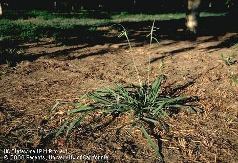 Fig 5. Mature dallisgrass plant. (Credit: Jack Kelly Clark)