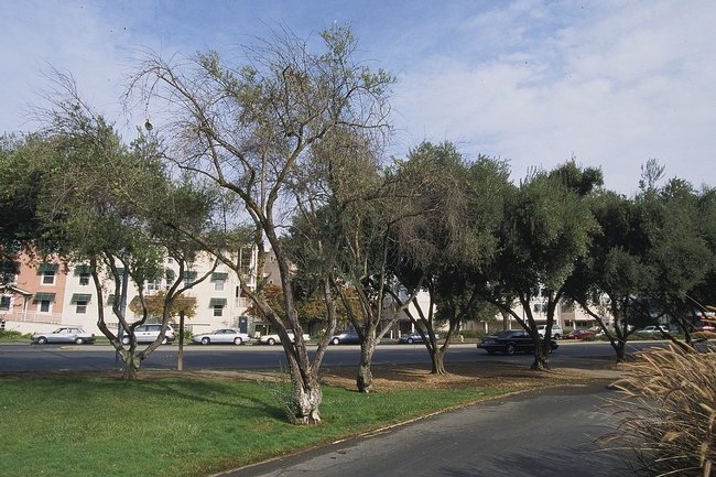Figure 1. Limb dieback and sparse canopy of overwatered olive trees around which turf was planted. Unirrigated trees in the background are healthy. (Photo credit L.R. Costello)