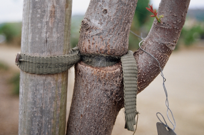 Fig 2. Mechanical injury to the trunk of a young tree. A planting stake tie was attached too tightly and left on too long, girdling the trunk. (Photo credit L. R. Costello, UCCE)
