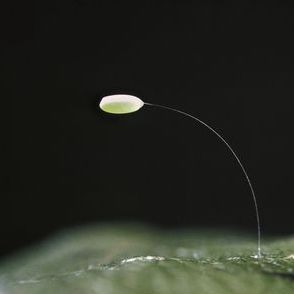Green lacewing egg. (Photo: Jack Kelly Clark)