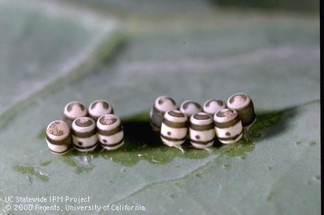 Harlequin bug eggs. (Photo: Jack Kelly Clark)