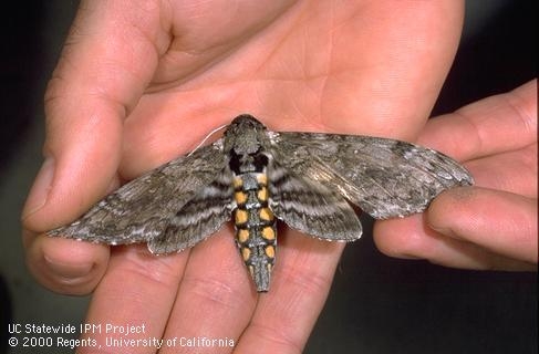 Tomato hornworm moth. (Photo: Jack Kelly Clark)