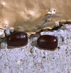 American cockroach egg cases. (Photo: Jack Kelly Clark)