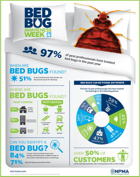 Bed bugs infographic