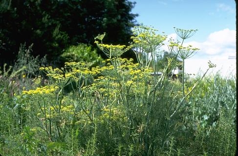 If you've got a great recipe for wild fennel, the website Eat the Invaders wants to know. Wild fennel is listed as moderately invasive by the California Invasive Plant Council (CAL-IPC). It came from southern Europe and the Mediterranean where it is used as a spice. (Credit: Joseph M. DiTomaso)