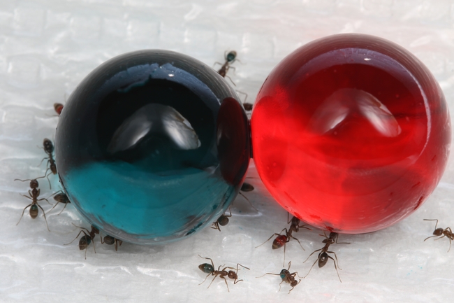 Fig 1. Argentine ants feeding on green or red hydrogels to demonstrate liquid bait uptake.