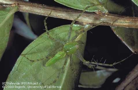 Adult green lynx spider. (Credit: Jack Kelly Clark)