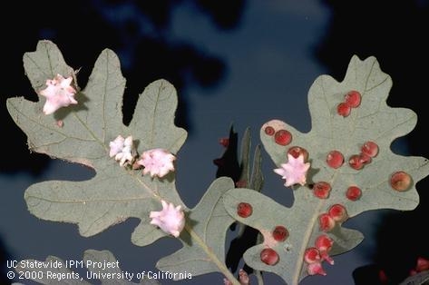 Spined turban galls and cone galls on oak leaf. (Credit: Jack Kelly Clark)