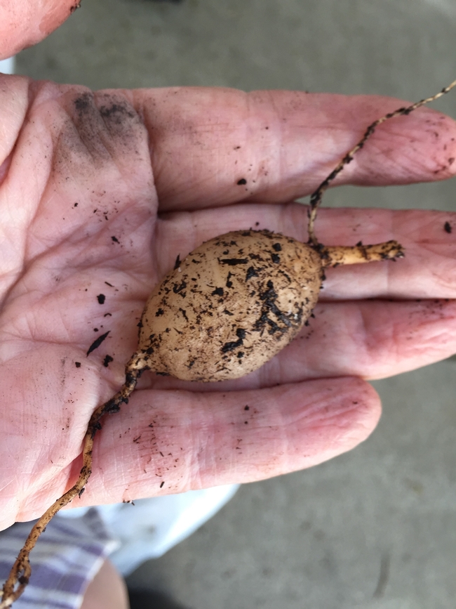 bulblet of foxtail fern