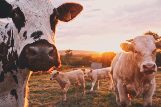 Cows in a field. Photo credit: Stijn Te Strake on Unsplash