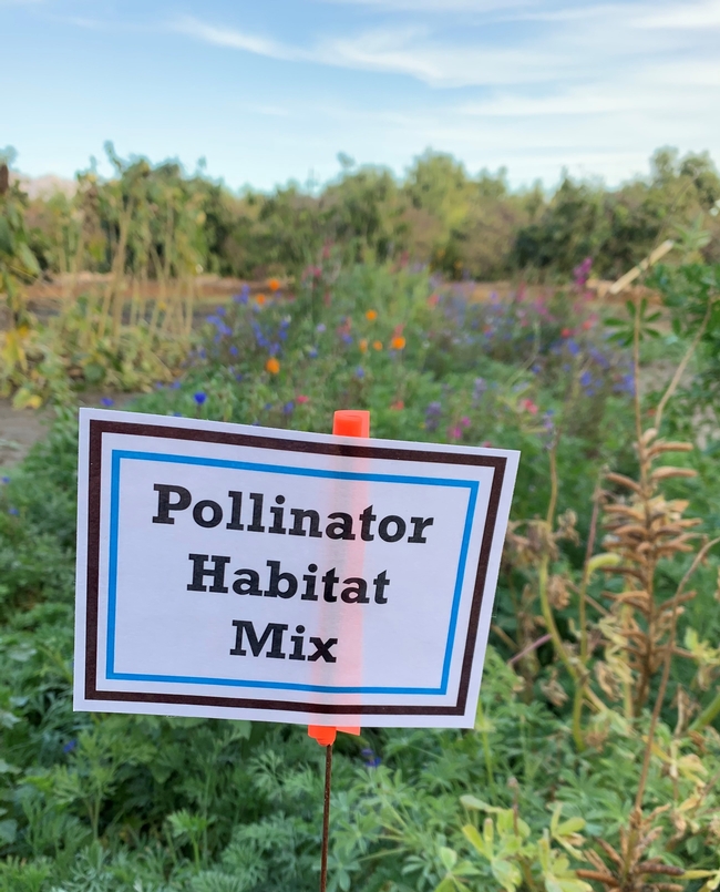 Pollinator Habitat Mix by Xerces. Provided by S&S Seed.
